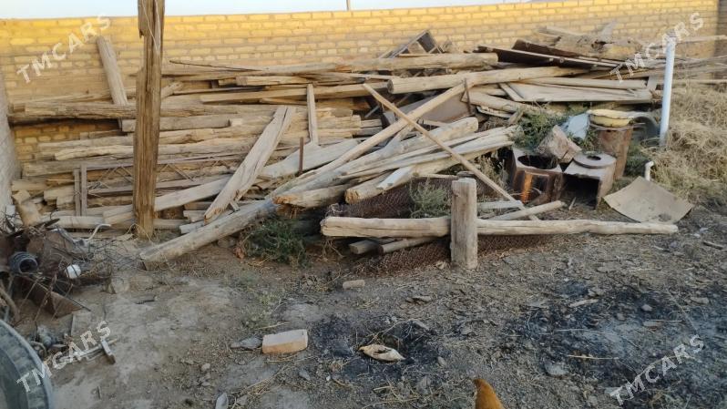 Agac tagta - Kaka - img 2