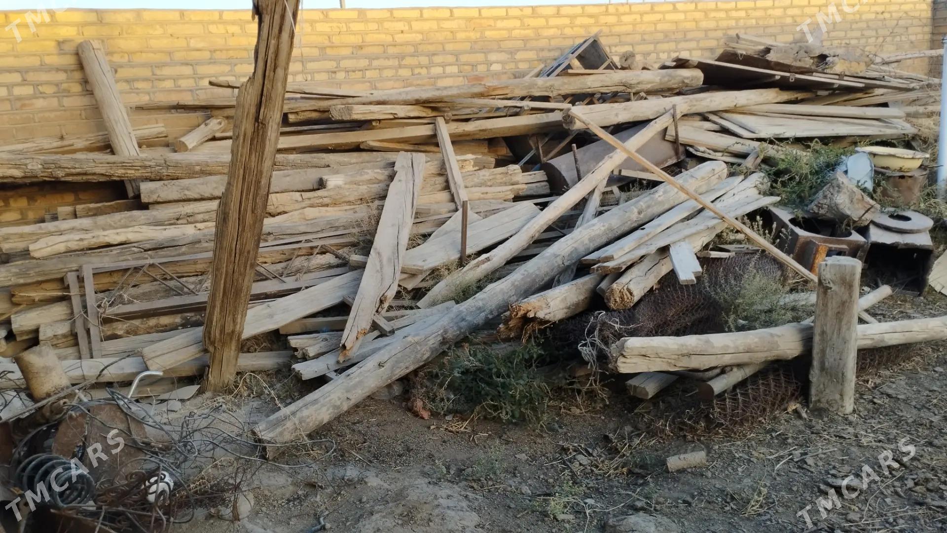 Agac tagta - Kaka - img 3