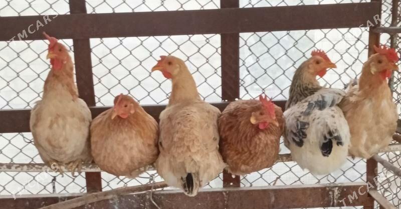 Towuk - Wekilbazar - img 2