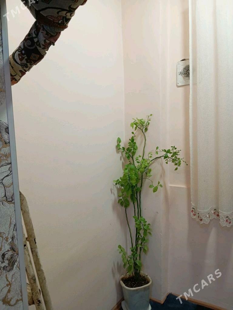 Satlyk jay  - Мары - img 9