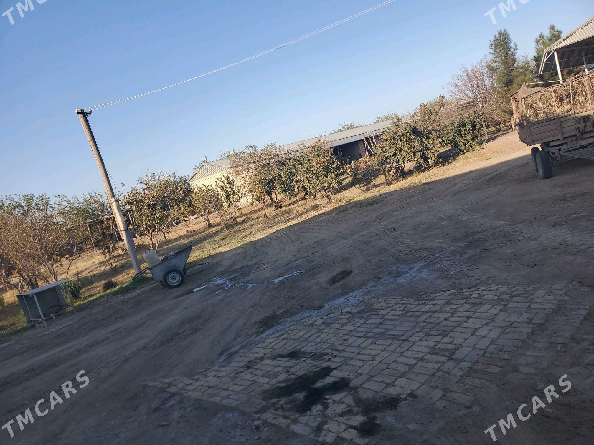 mellek yer - Baýramaly - img 3