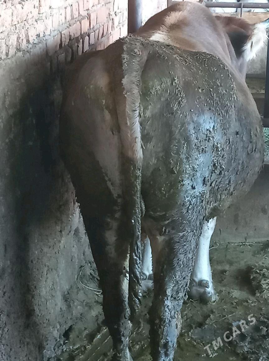 Bakylgy Tüwe - Bäherden - img 2