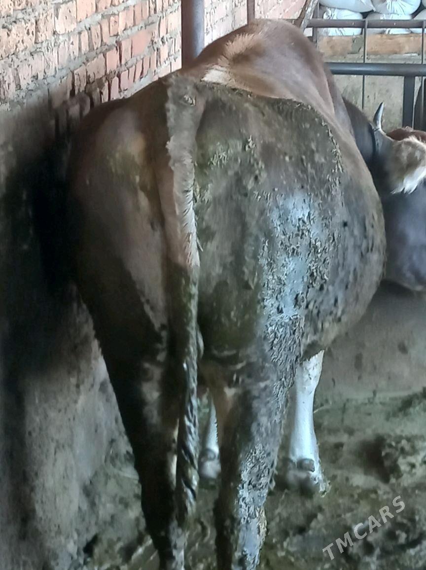 Bakylgy Tüwe - Bäherden - img 1