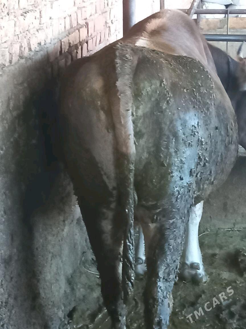 Bakylgy Tüwe - Bäherden - img 3