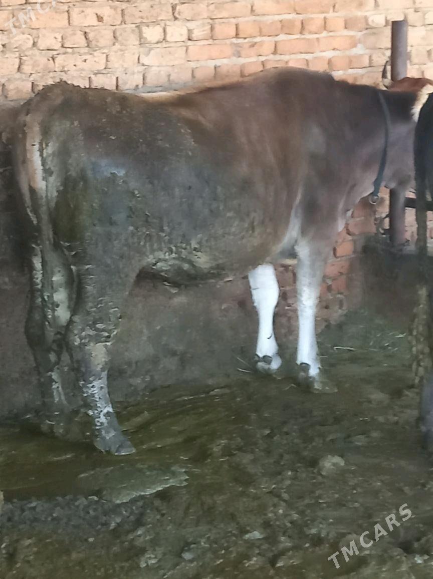 Bakylgy Tüwe - Bäherden - img 4