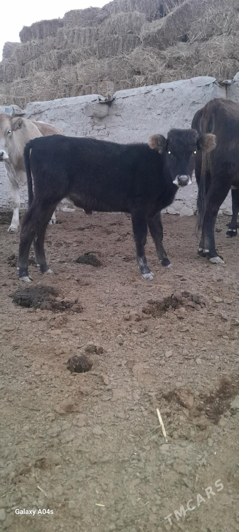 okuzce - Gyzylarbat - img 2