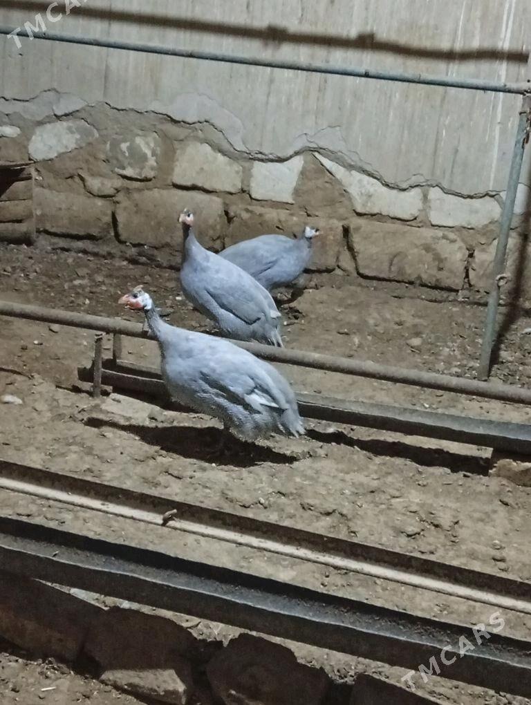 Ördek bn sizarka - Gyzylarbat - img 2