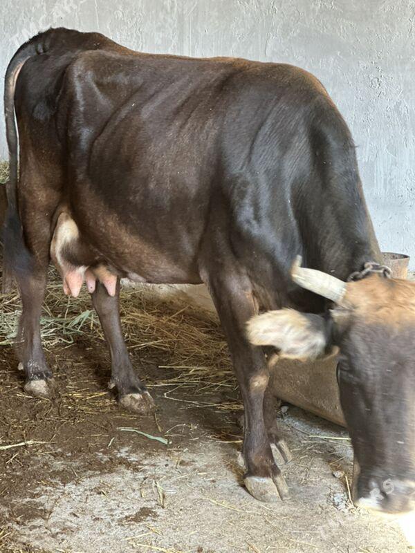 Göleli sygyr süytli - Чоганлы - img 2