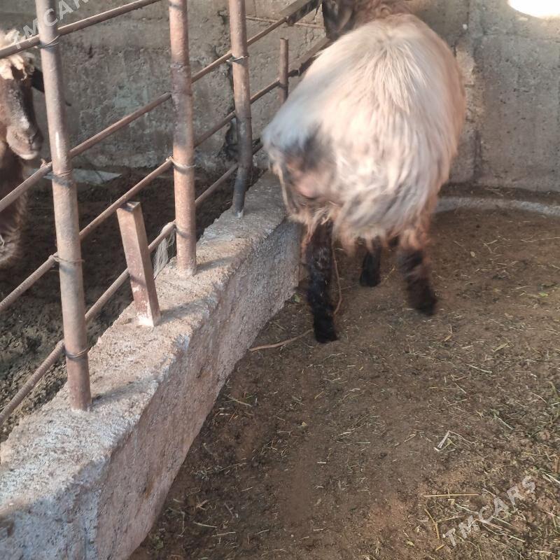 Goÿin - Gökje - img 4