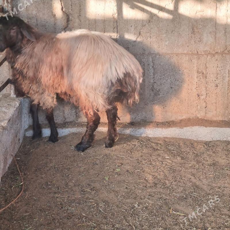 Goÿin - Gökje - img 2