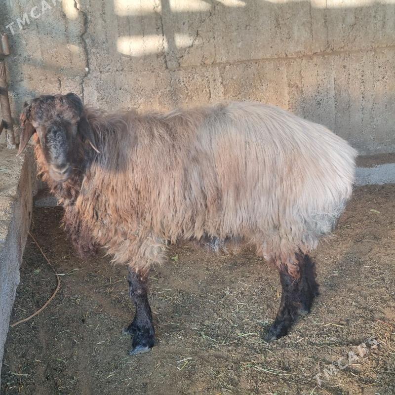 Goÿin - Gökje - img 3