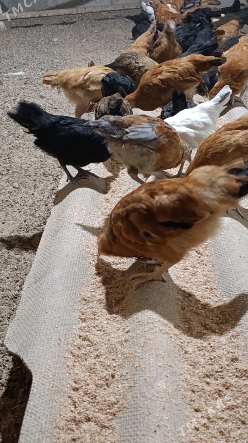 Towuk cuycu - Murgap - img 3