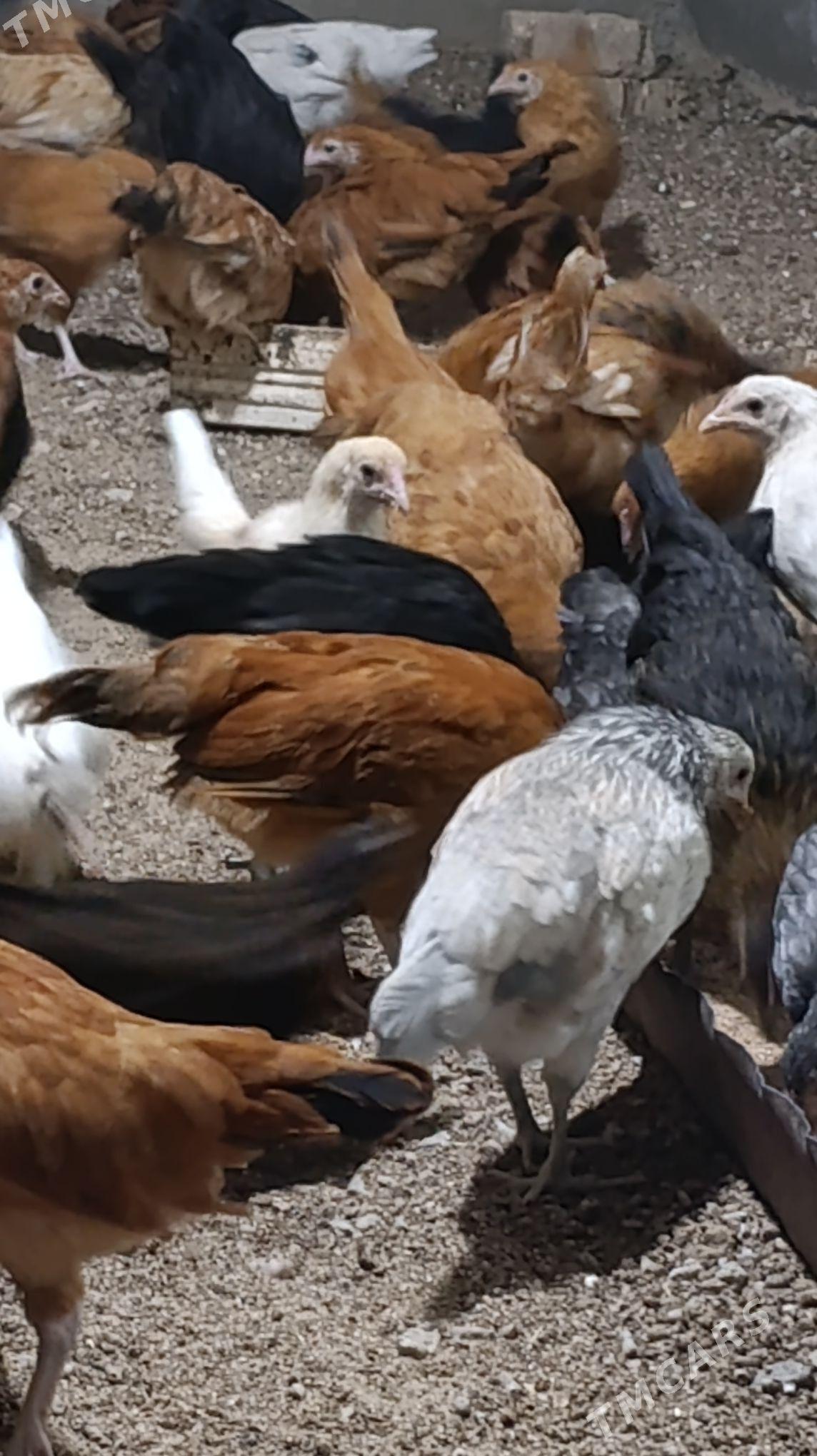 Towuk cuycu - Murgap - img 2