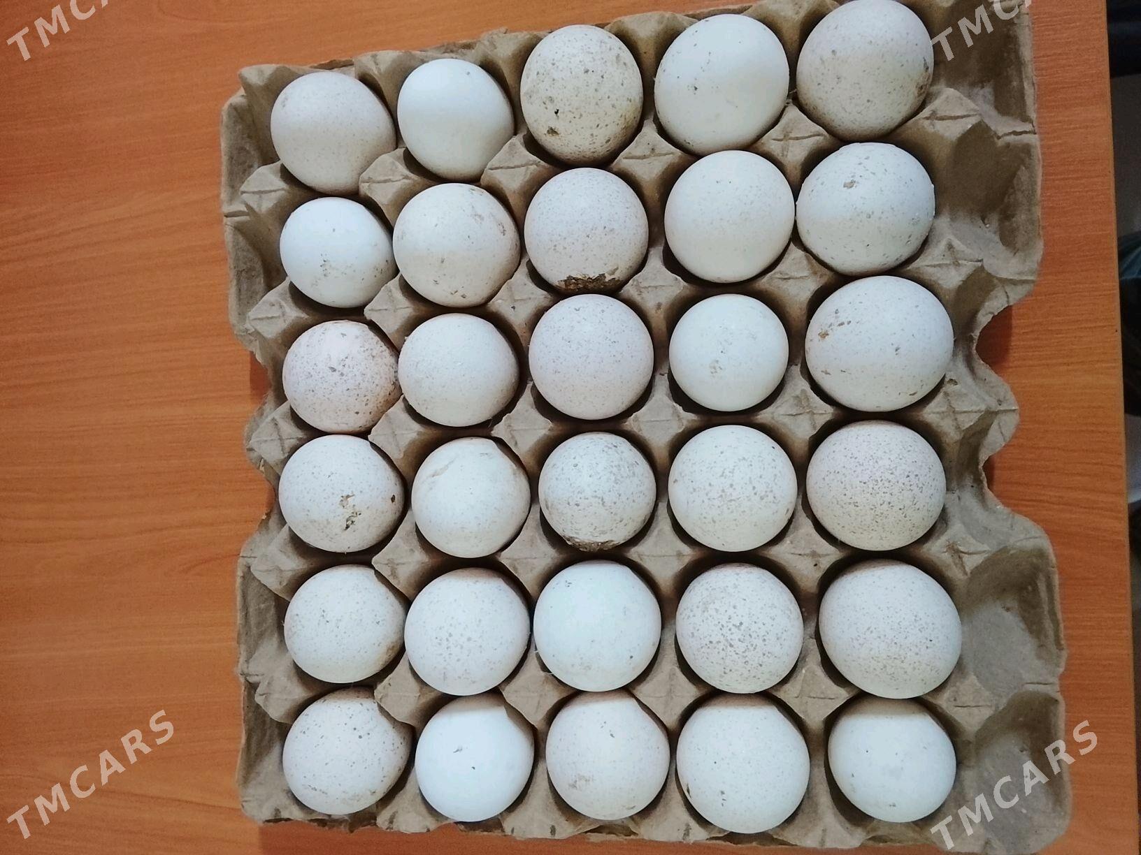 owgan paroda indyuk yumurtga - Büzmeýin - img 2