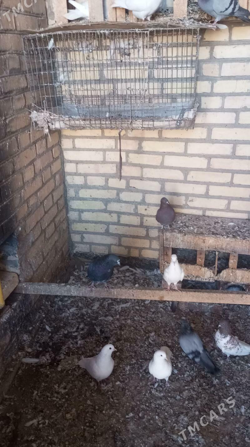 kepder - Türkmenabat - img 2