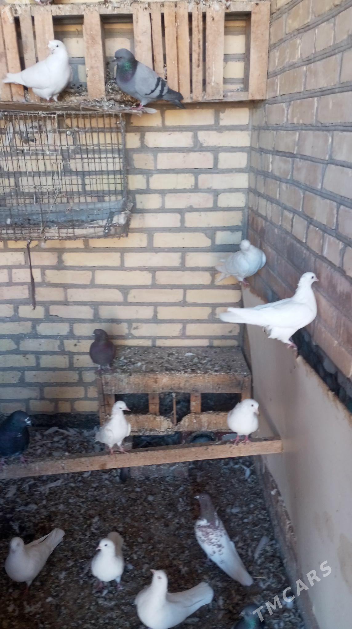 kepder - Türkmenabat - img 3