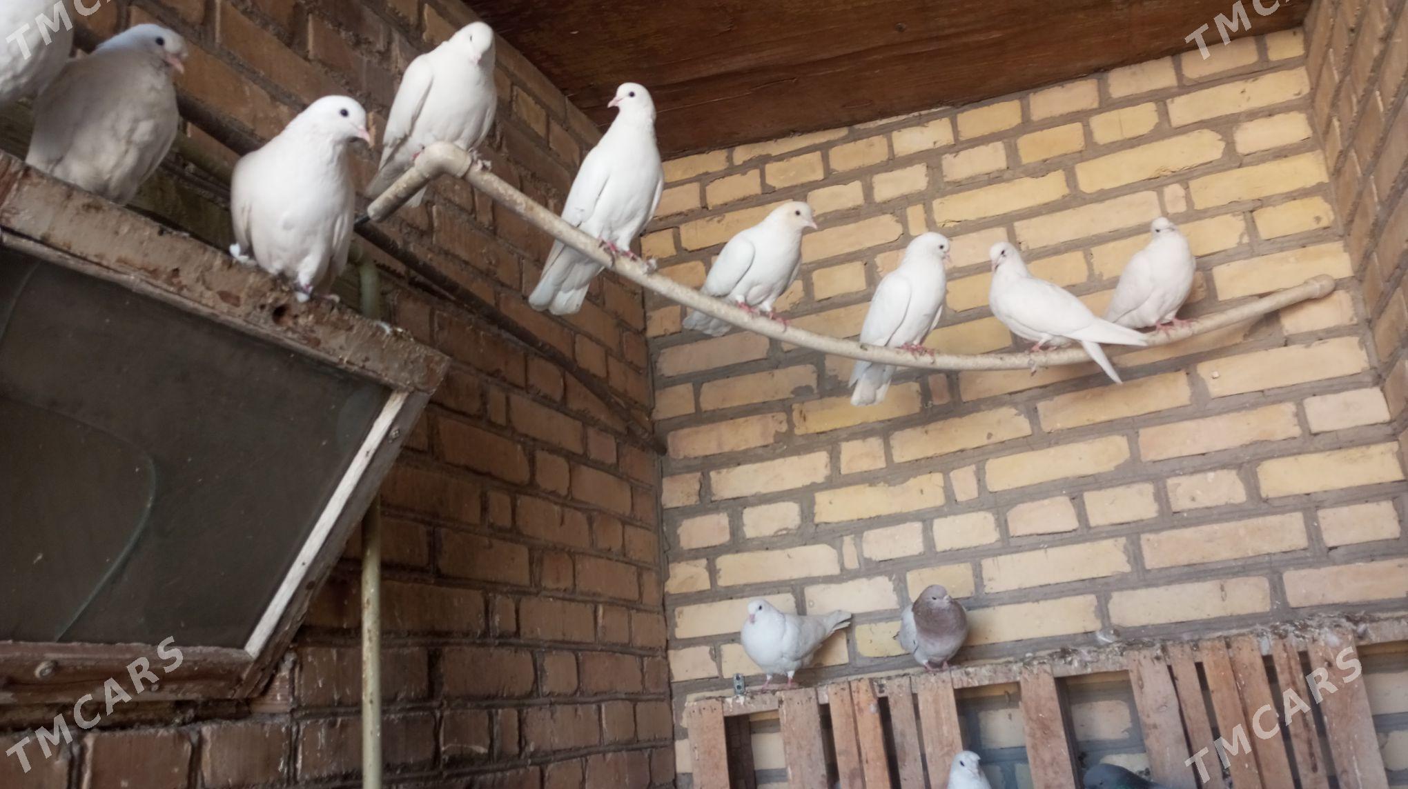 kepder - Türkmenabat - img 1