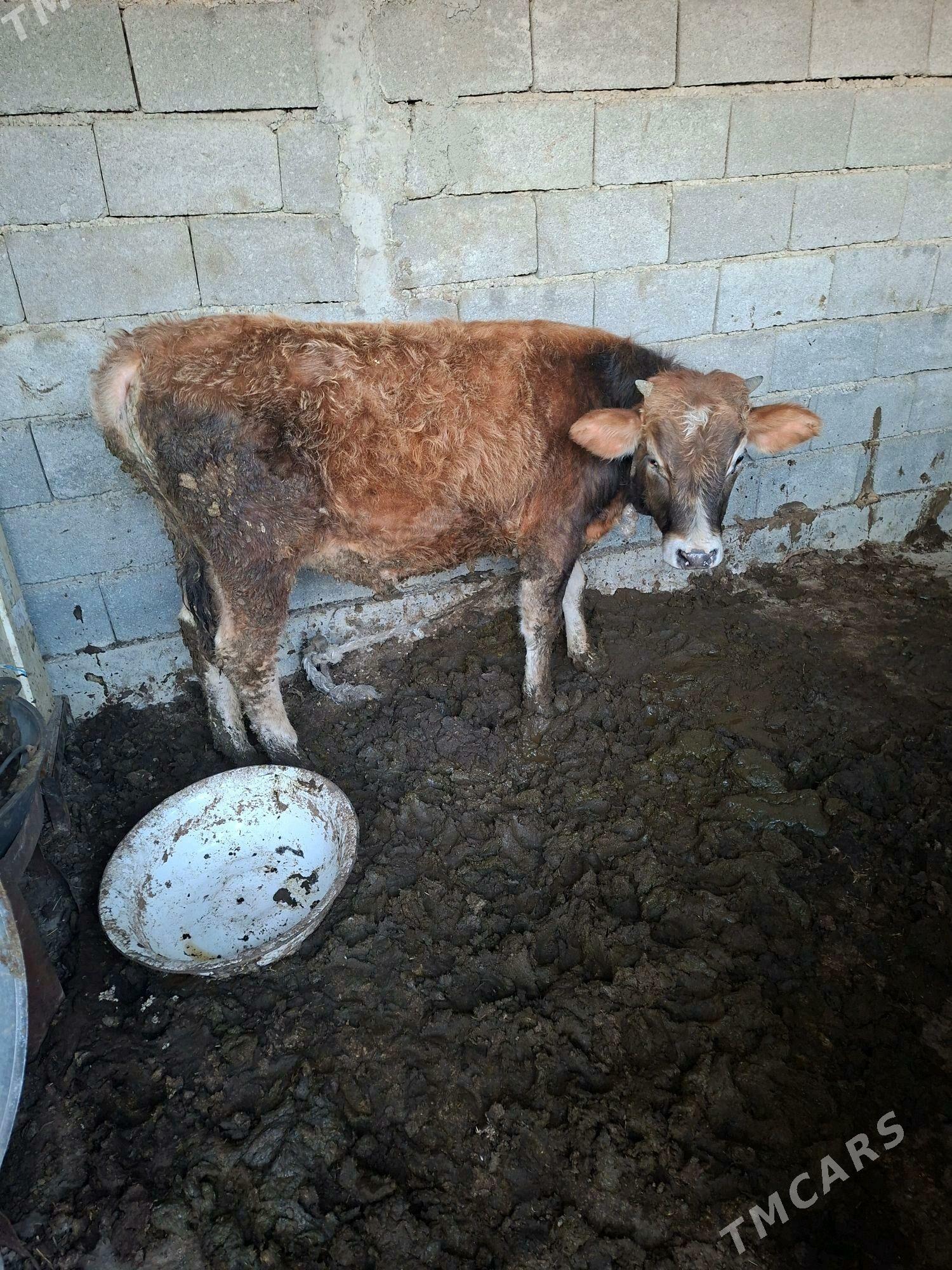 öküz - Gökdepe - img 3