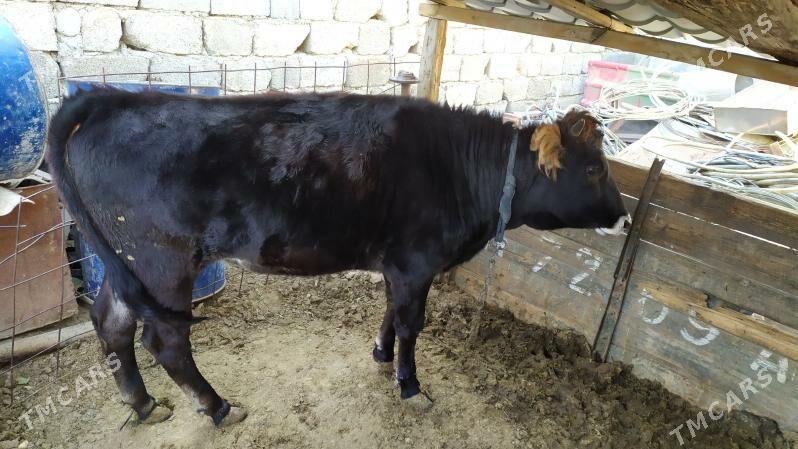 Tüwe - Änew - img 2