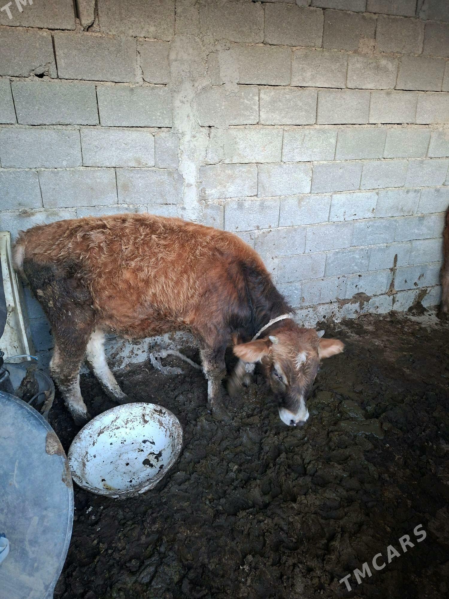 öküz - Gökdepe - img 2