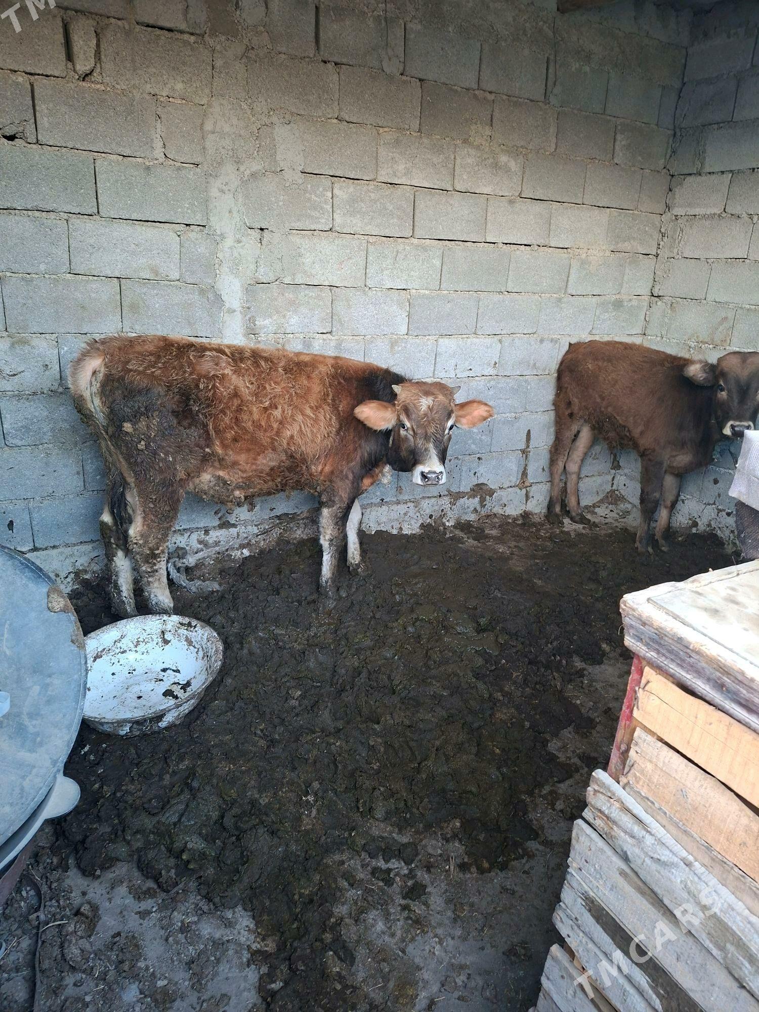 öküz - Gökdepe - img 4