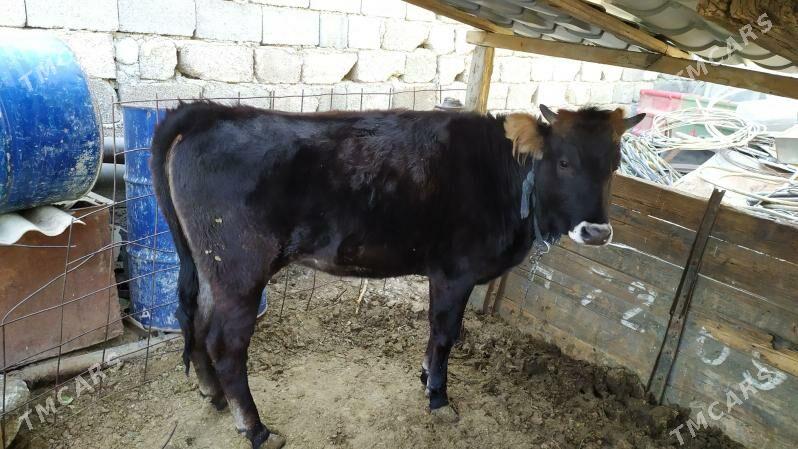 Tüwe - Änew - img 3