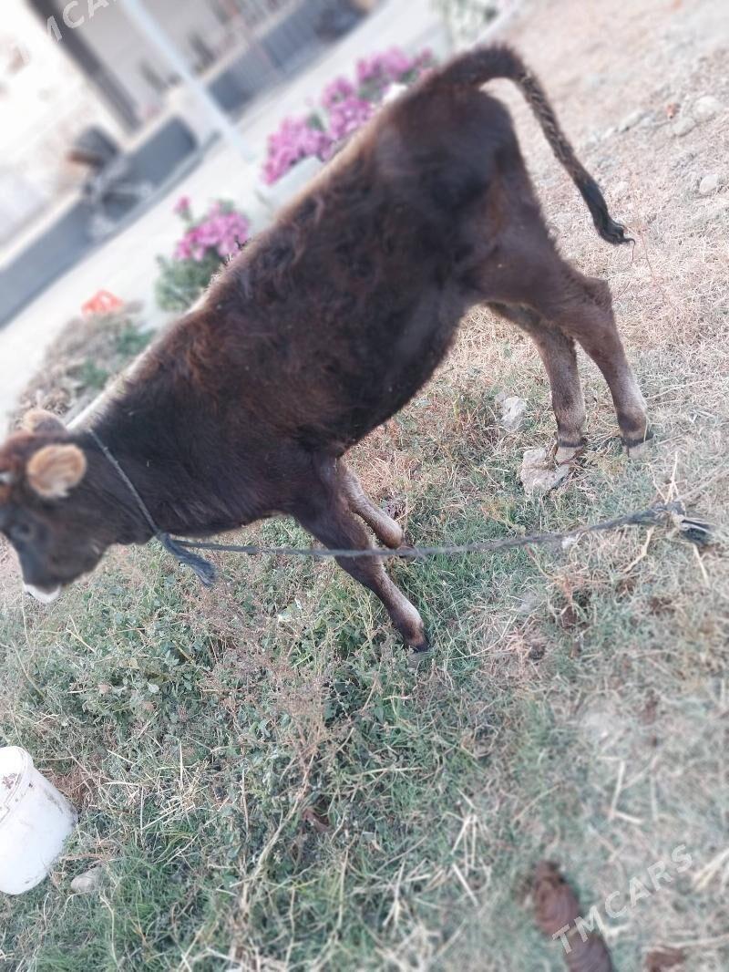 Tuwe 10 Aylyk - Gökdepe - img 2