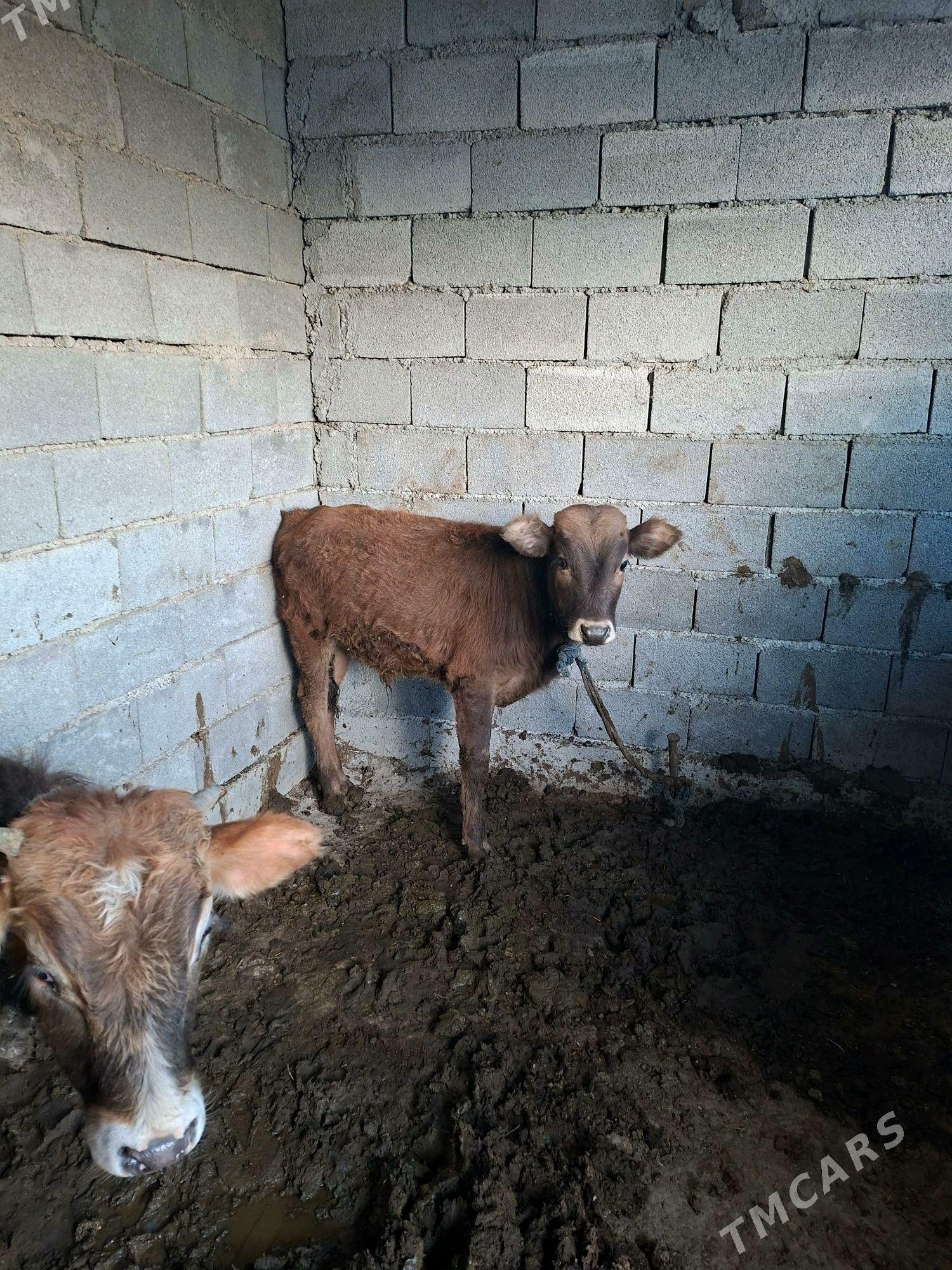 öküz - Gökdepe - img 5