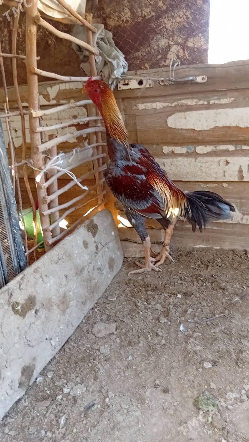 BRAZIL - Саят - img 4