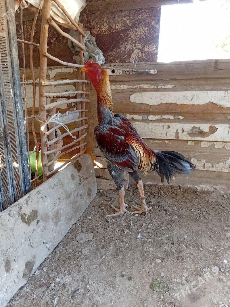 BRAZIL - Саят - img 3