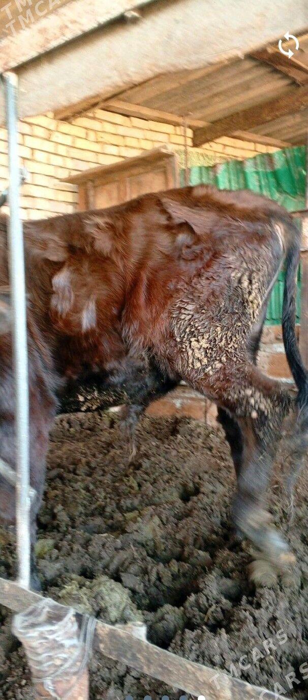 Bakylan öküz - Mary - img 3