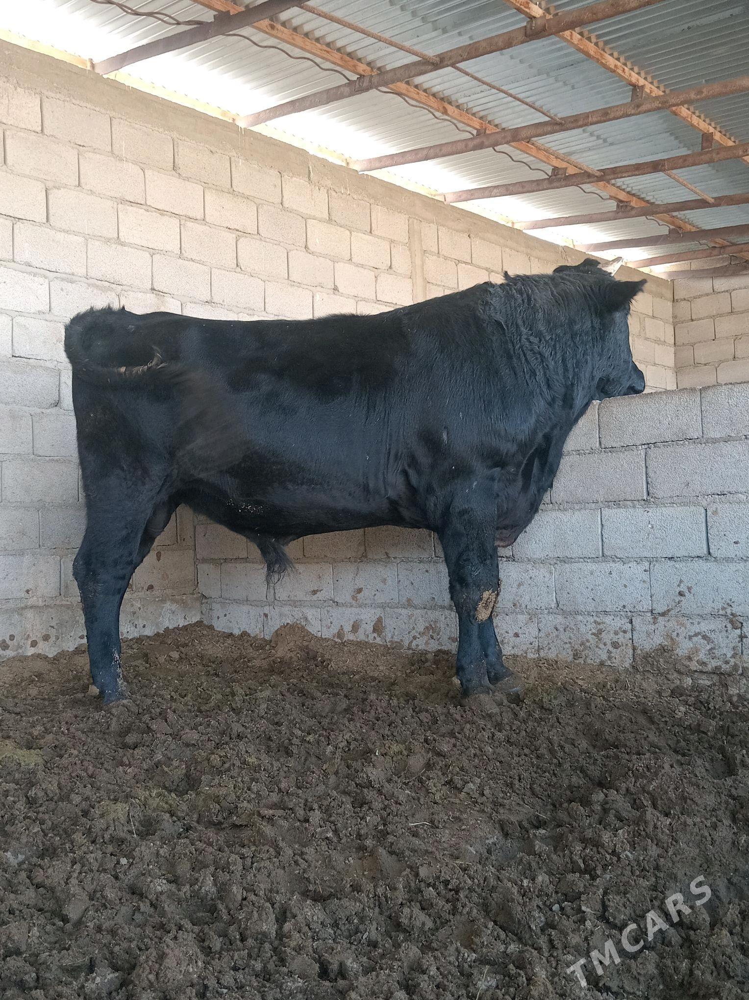 Okiz - Бахарден - img 2