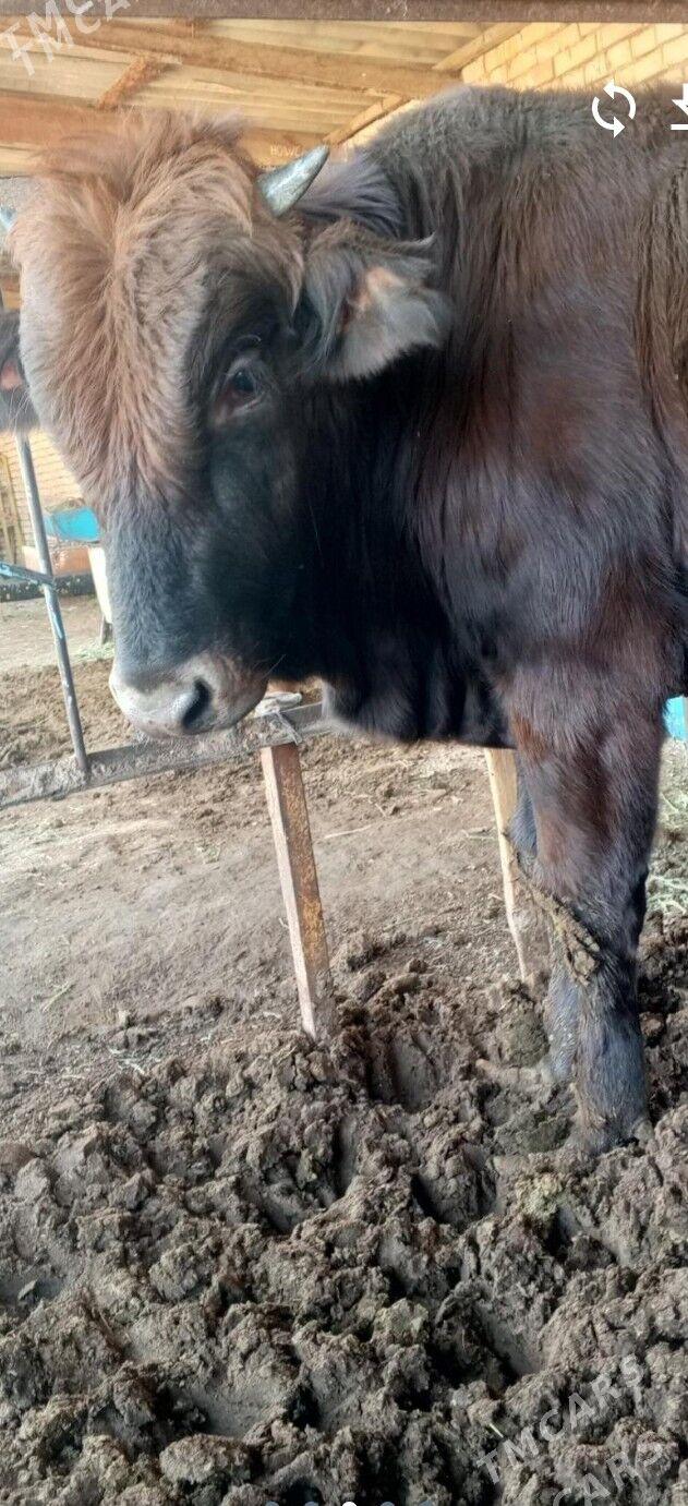 Bakylan öküz - Mary - img 1