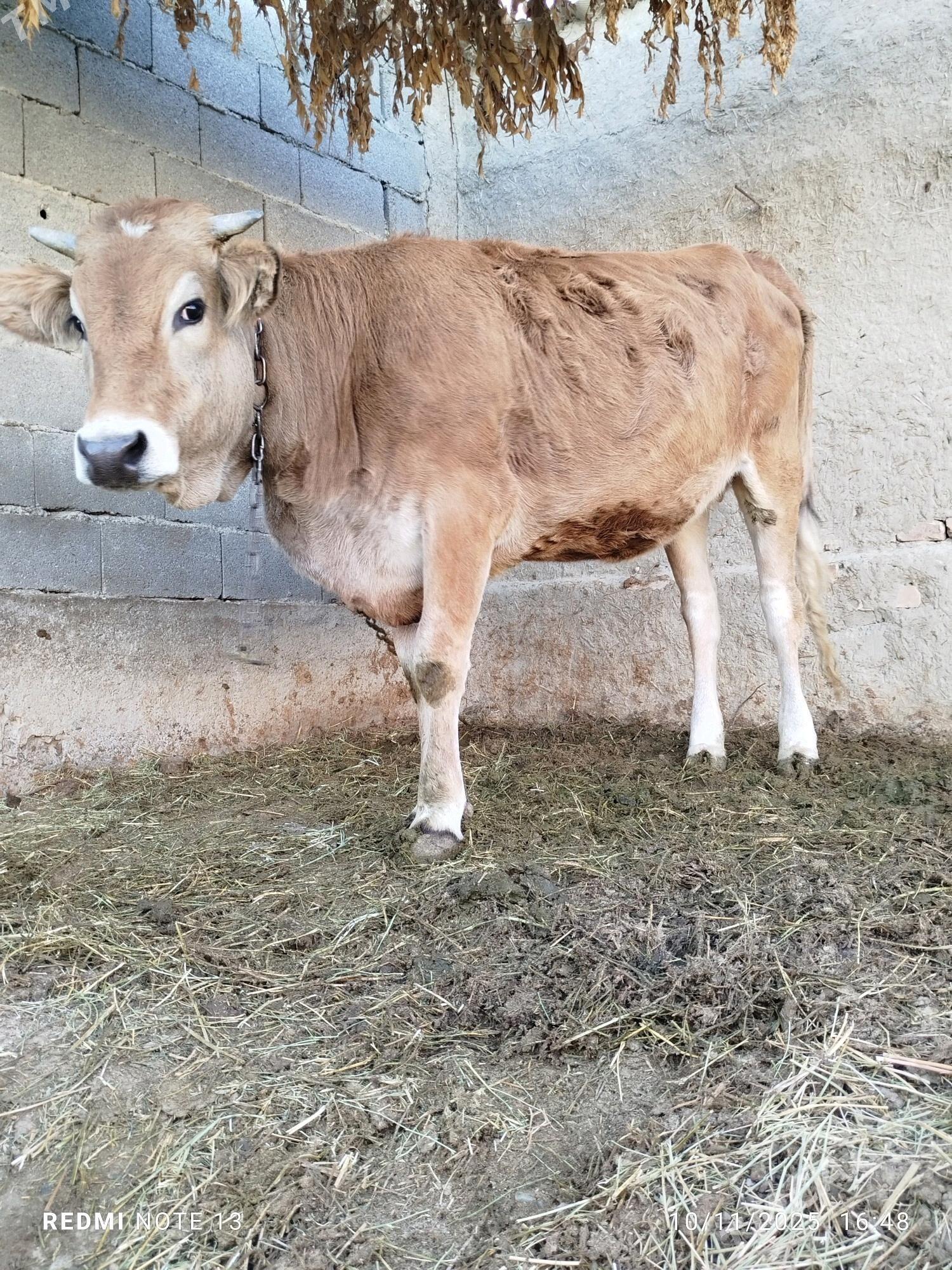 bakylgy tüwe - Бахарден - img 3