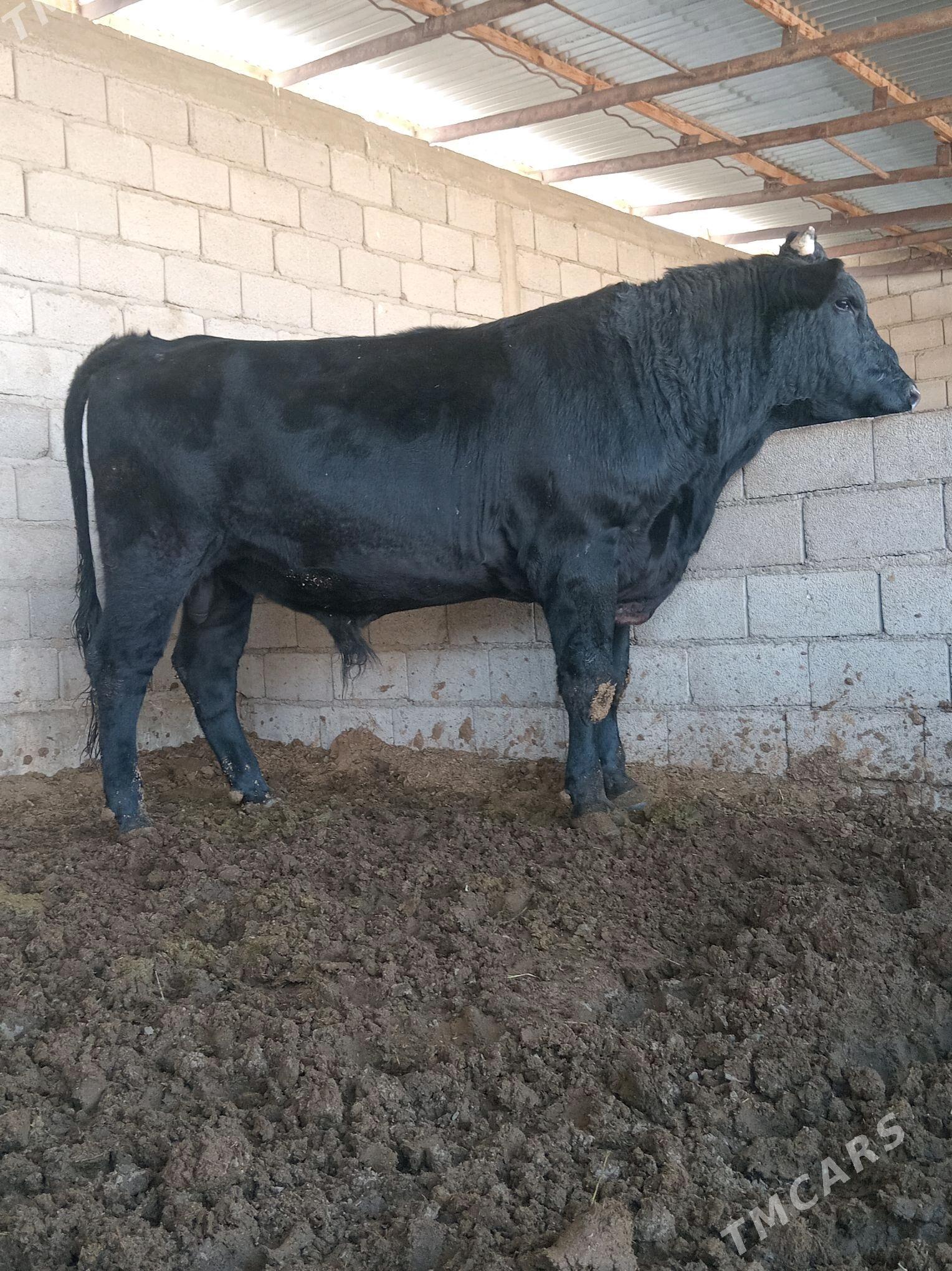 Okiz - Бахарден - img 3