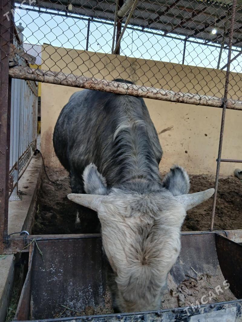 okuz - Ашхабад - img 2