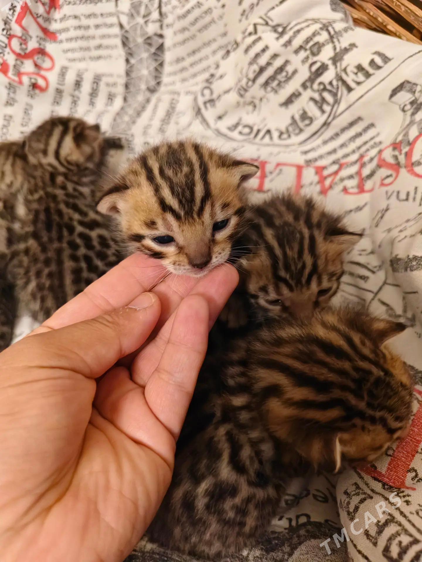 бенгал Котята bengal pisik - Arkadag - img 3