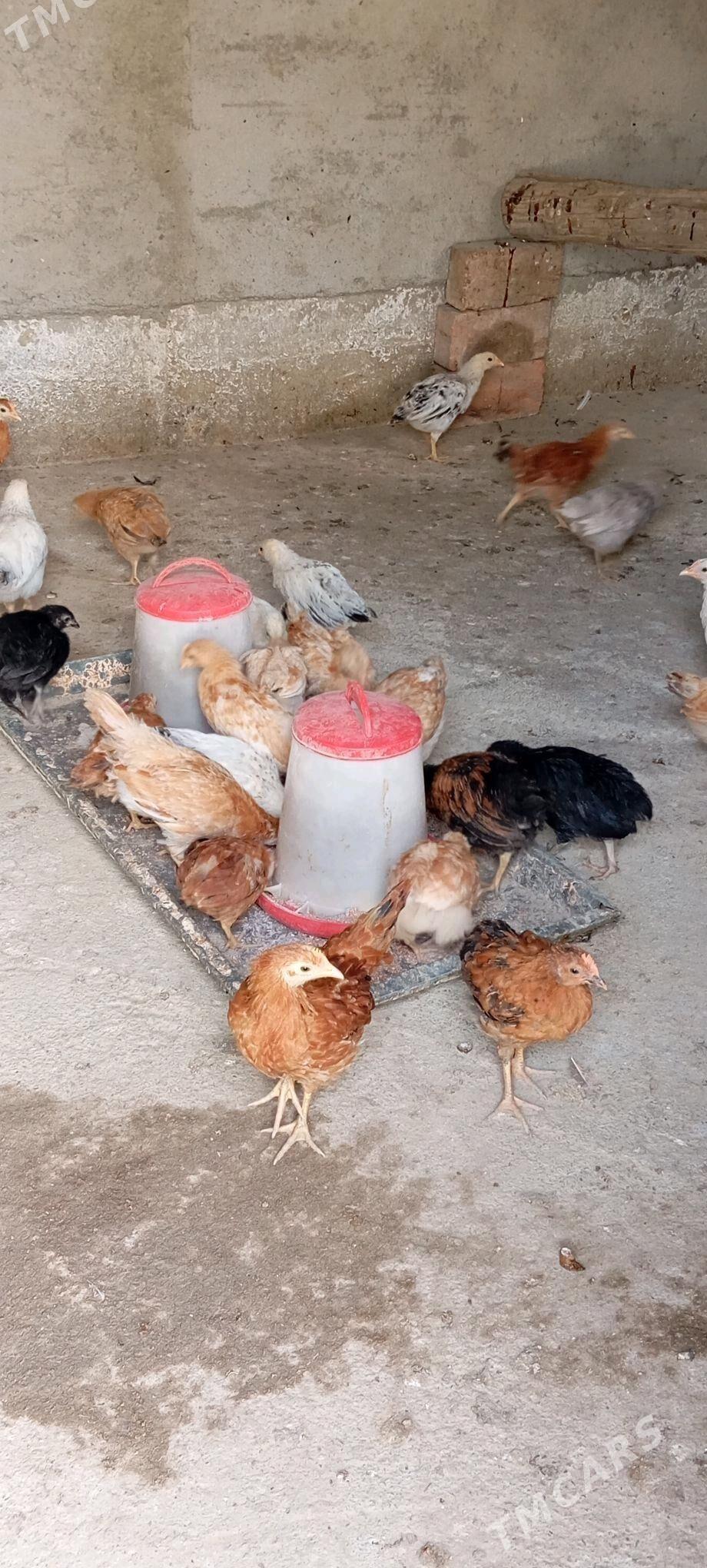 Jüje - Bäherden - img 3