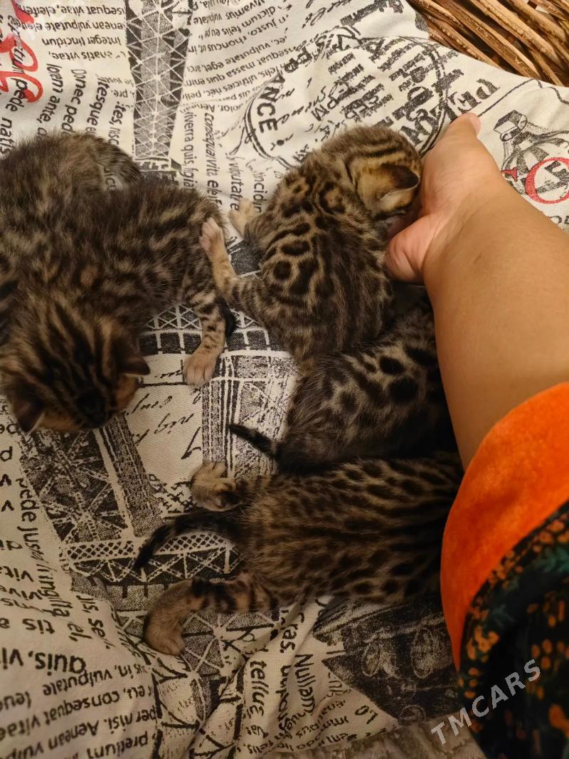 бенгал Котята bengal pisik - Arkadag - img 2