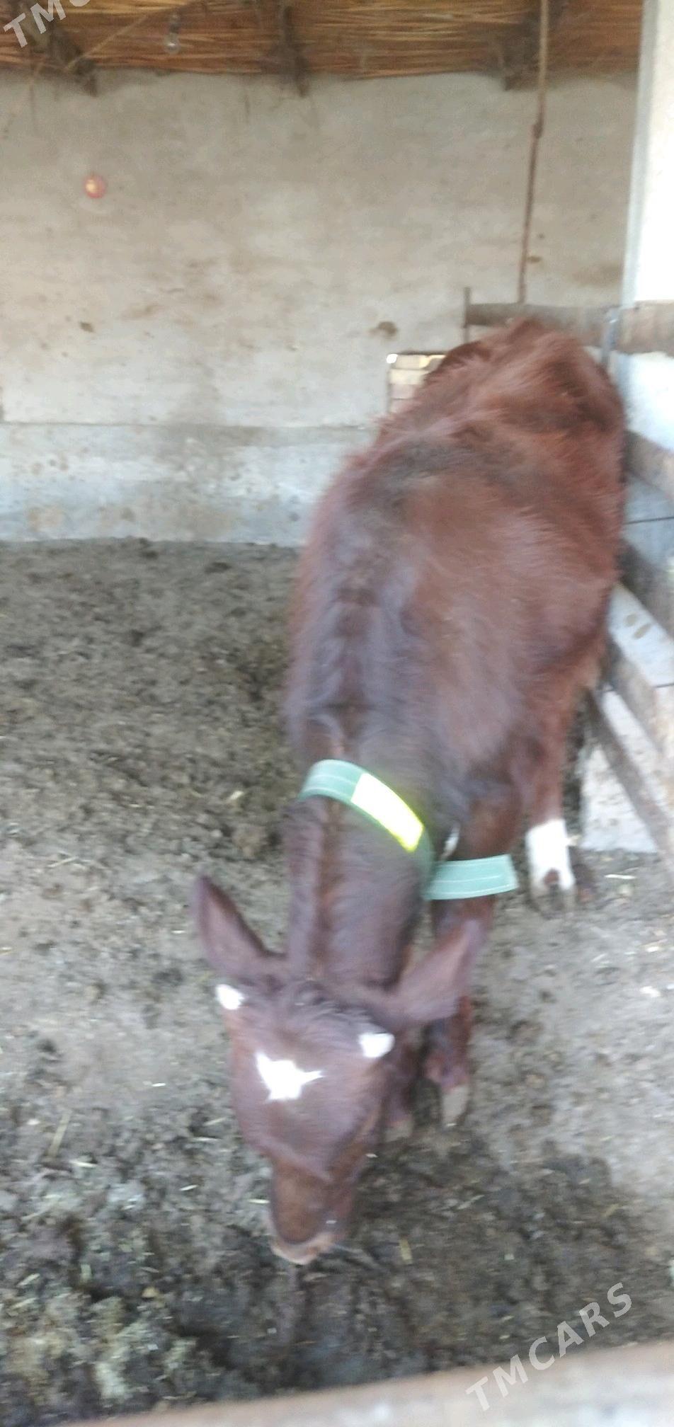 Mitis öküz - Чарджоу - img 5