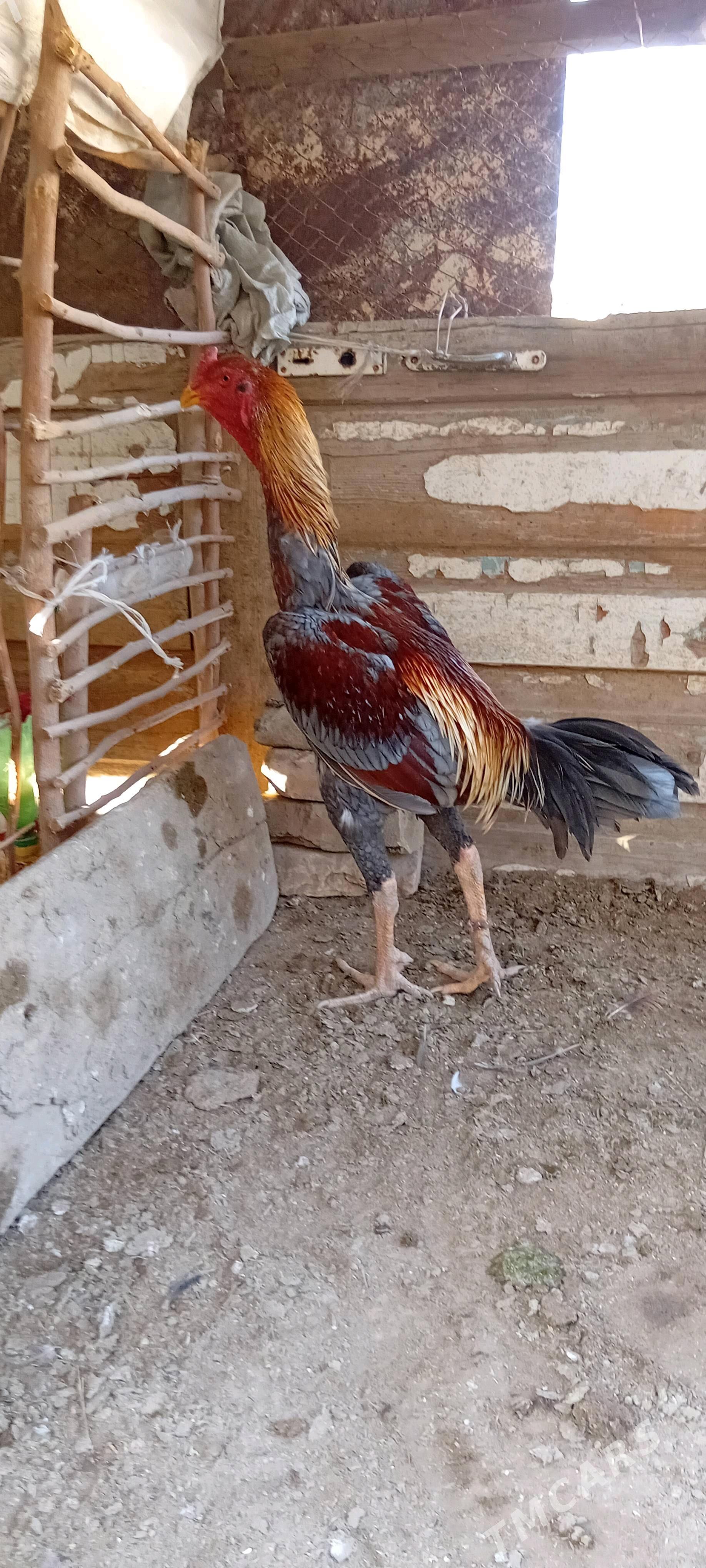 BRAZIL - Саят - img 2