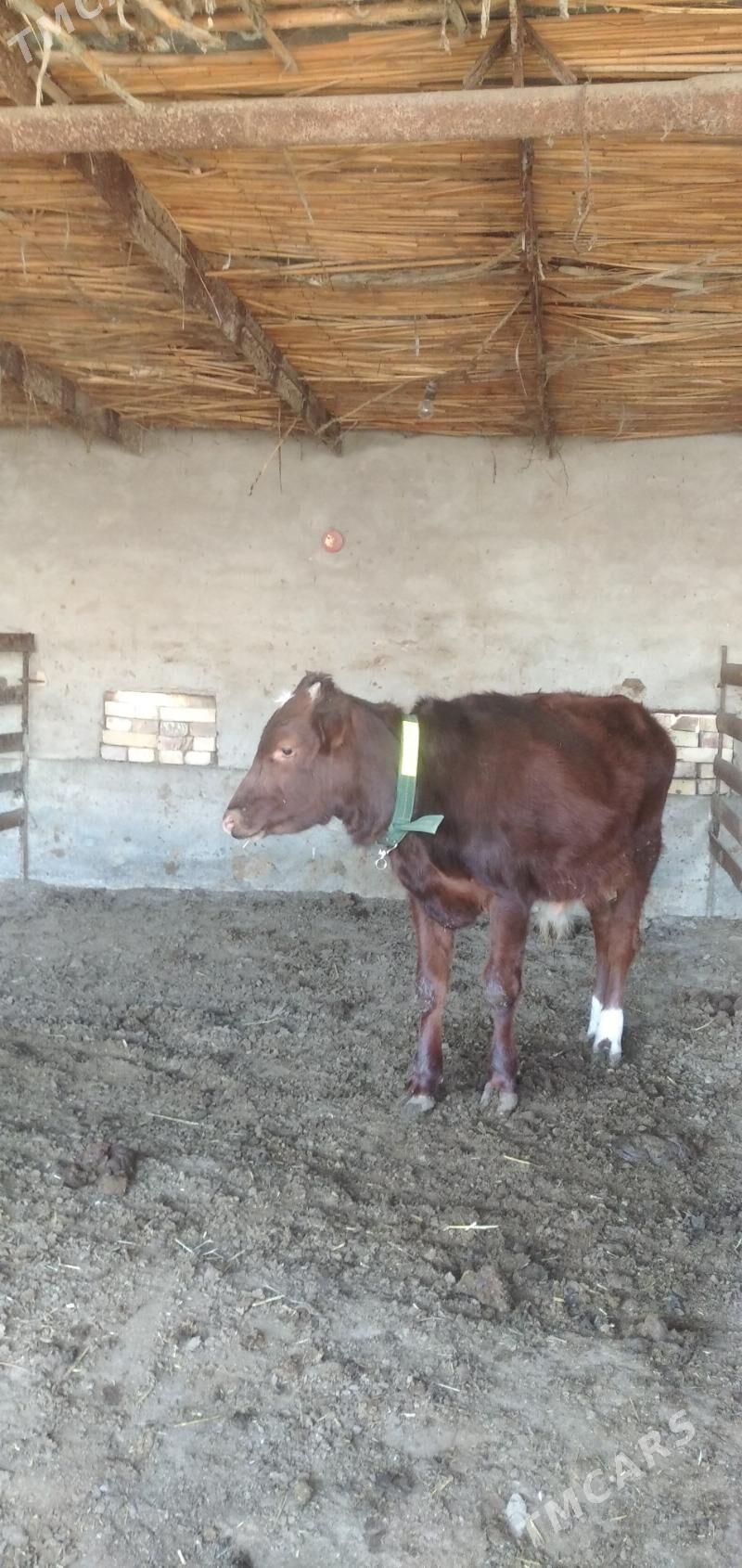 Mitis öküz - Чарджоу - img 3