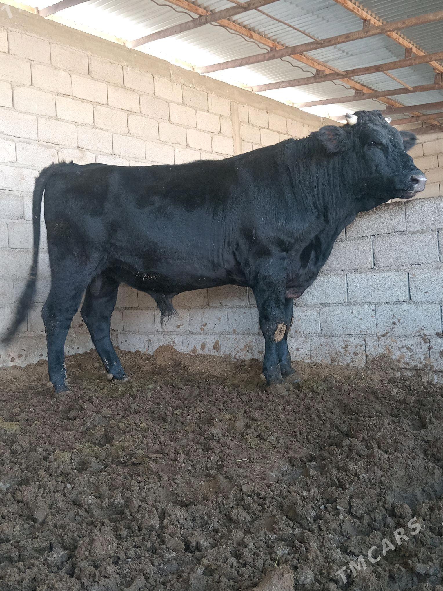 Okiz - Бахарден - img 4