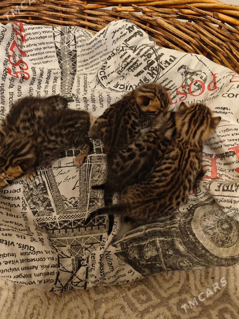 бенгал Котята bengal pisik - Arkadag - img 5