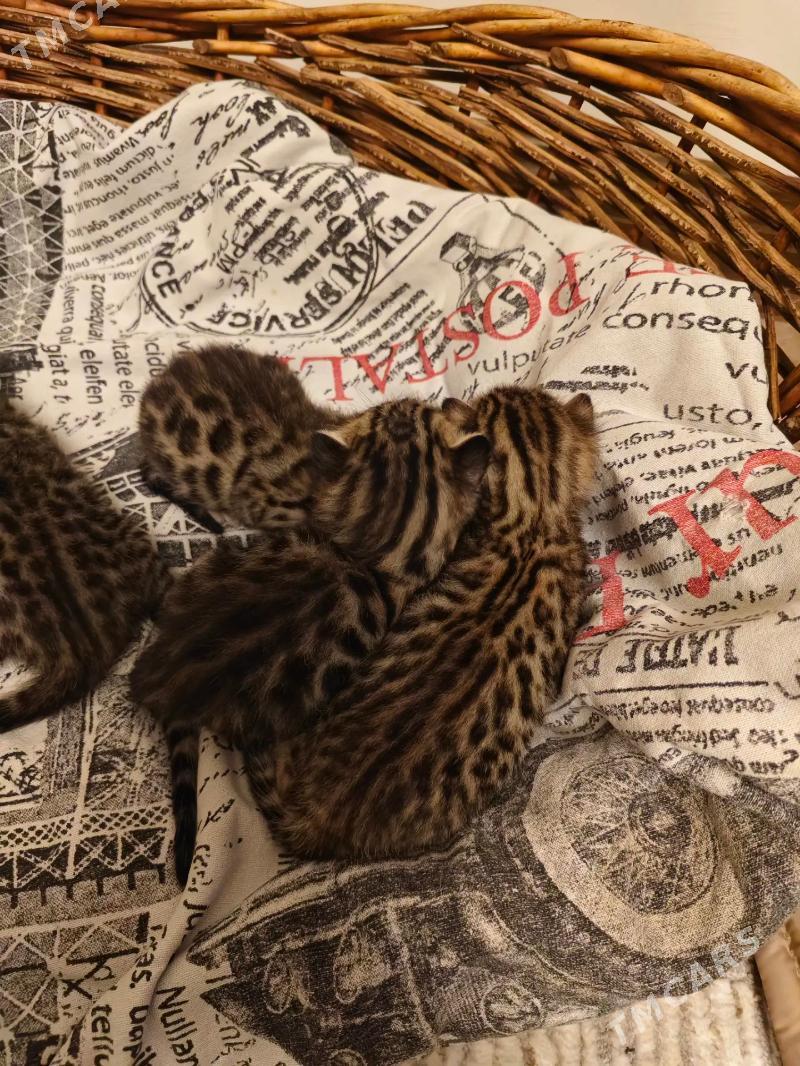 бенгал Котята bengal pisik - Arkadag - img 6