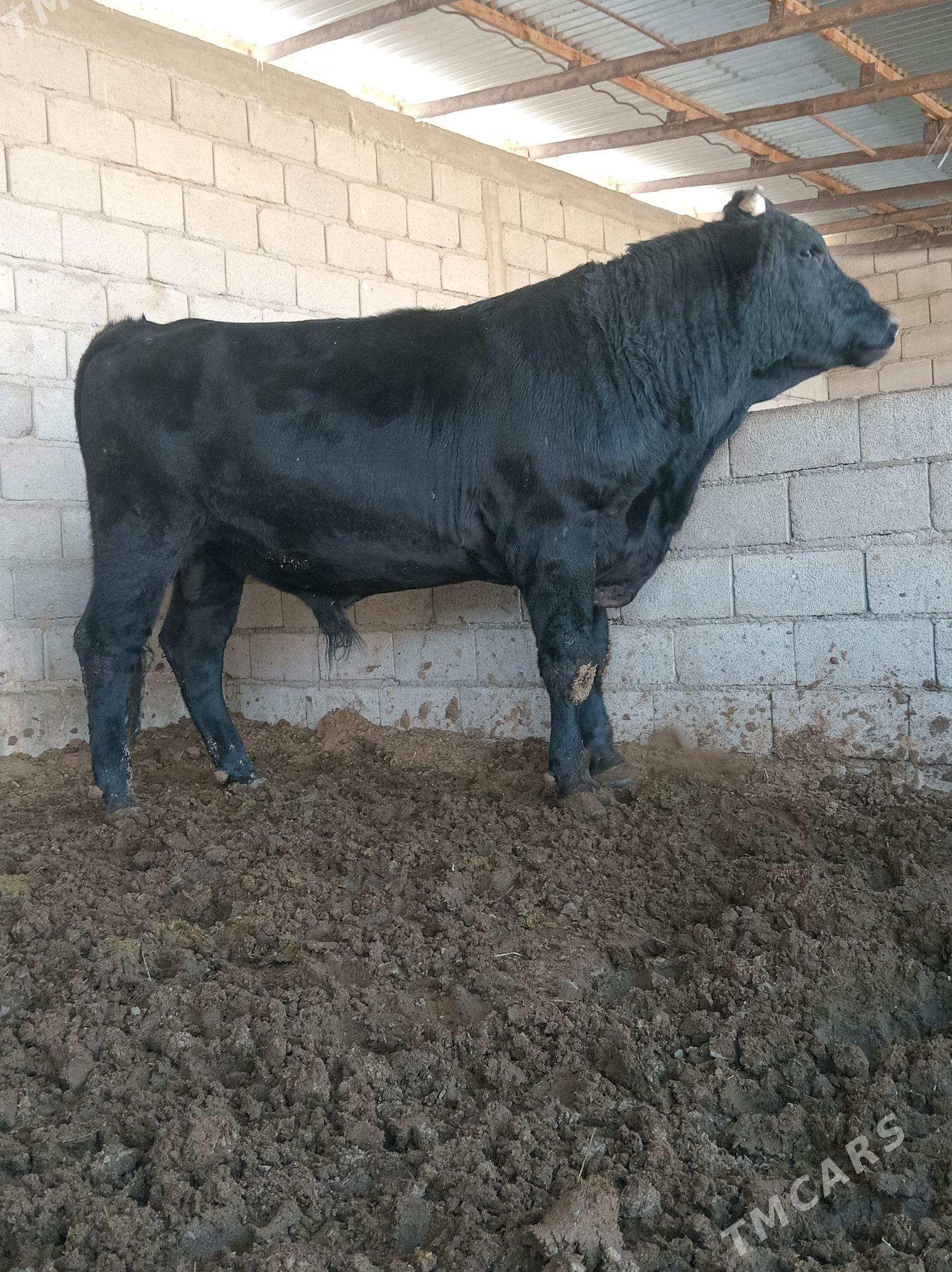 Okiz - Бахарден - img 5