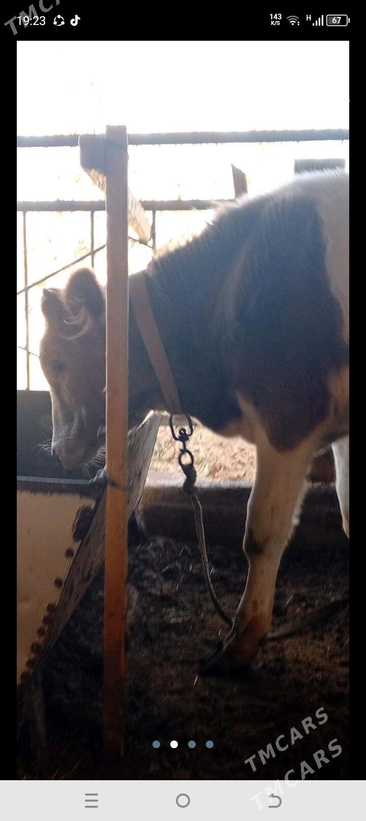 Öküz - Мары - img 4