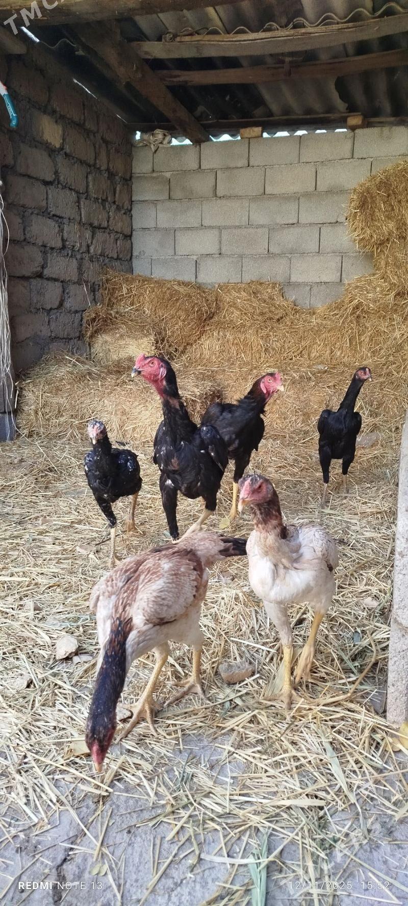 Taşkent - Кипджак - img 2