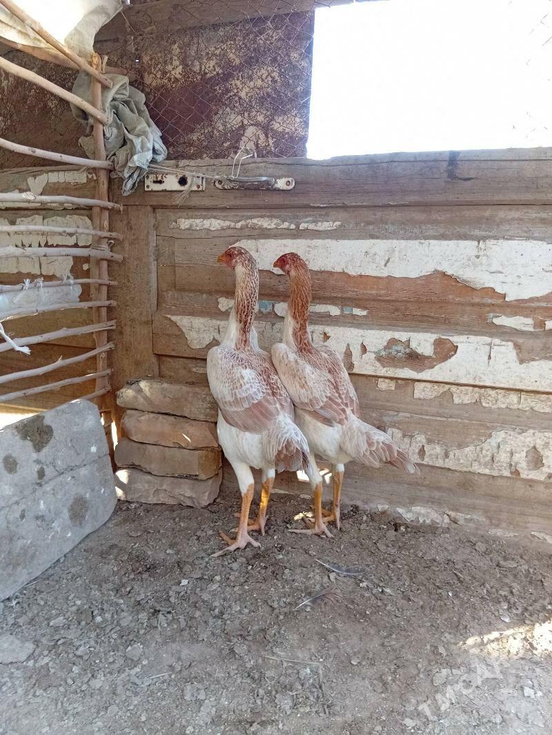 BRAZIL - Саят - img 2