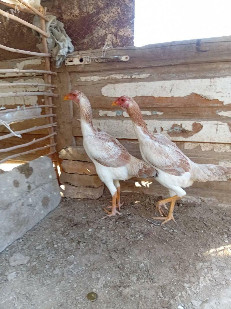 BRAZIL - Саят - img 3